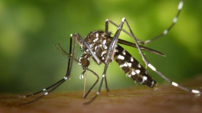 Dengue Outbreak Prompts State Of Emergency On Hawaii’s Big Island