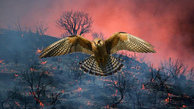Australian Birds Deliberately Spread Wildfires Because Birds Are Dicks