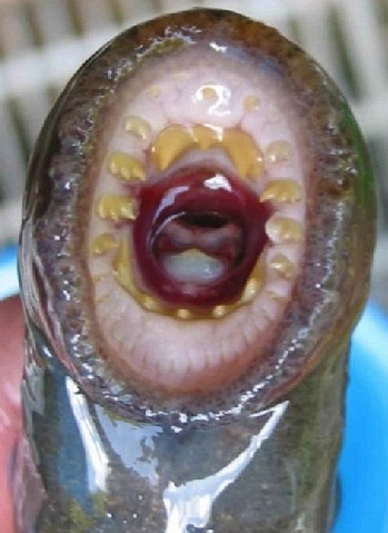 New Biopesticides Can Wipe Out Lampreys En Masse