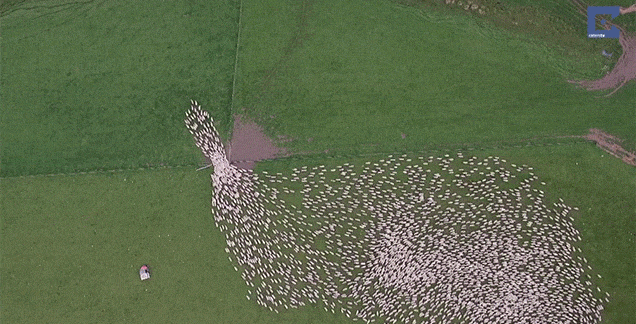Wow, Look How Crazy Fast These Sheep Get Herded