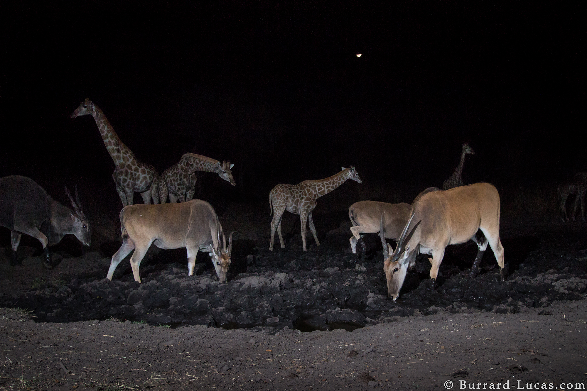 Sneaky Camera Traps Capture Stunning Images Of Namibian Wildlife