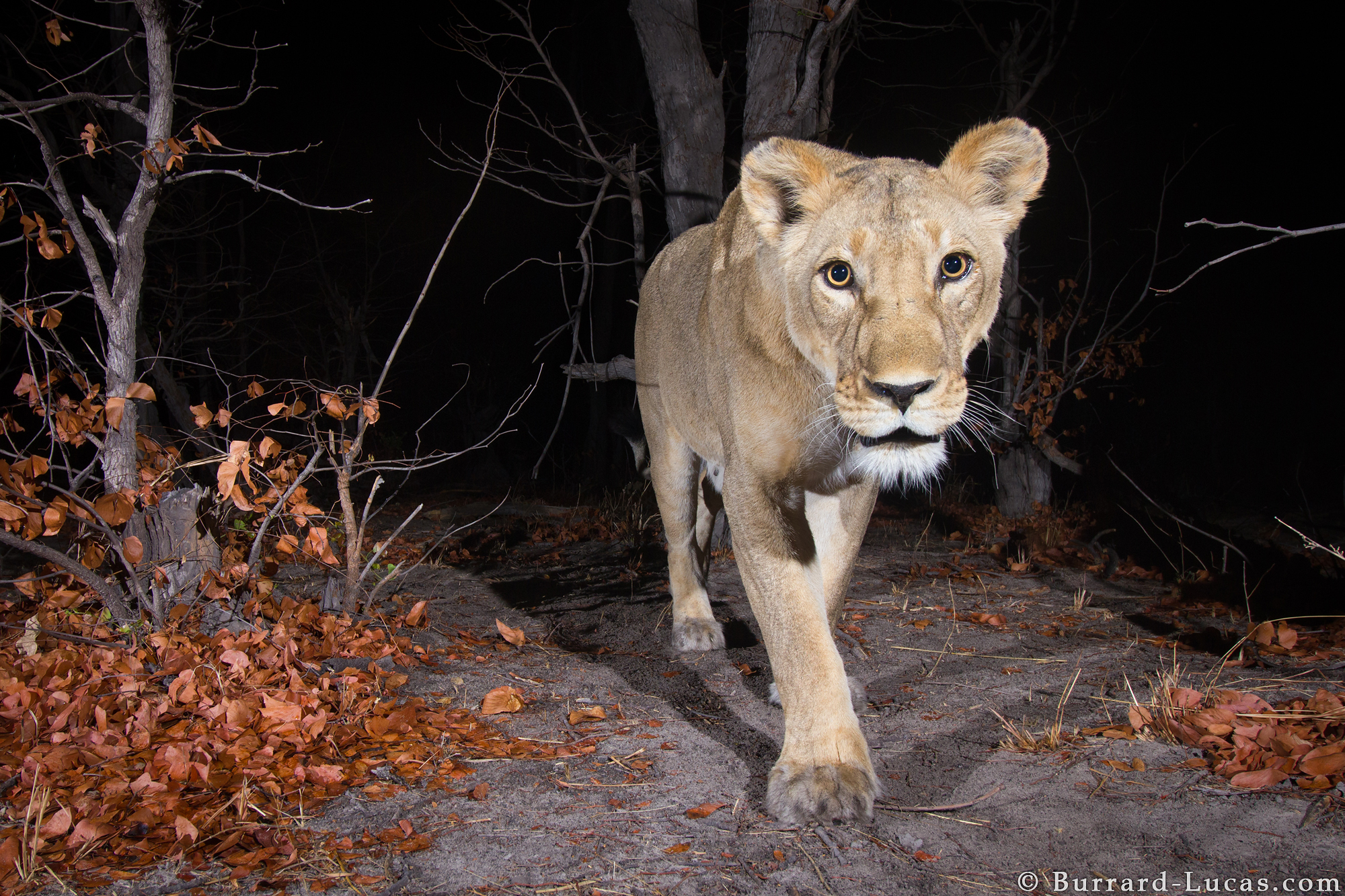 Sneaky Camera Traps Capture Stunning Images Of Namibian Wildlife