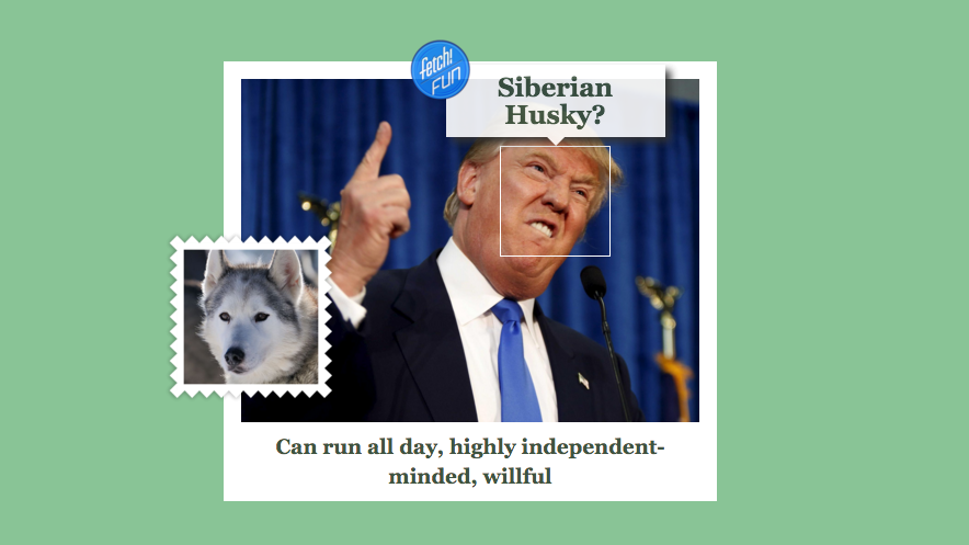 Microsoft’s New What-Dog-Is-Your-Face Tool Is Good, Dumb Fun