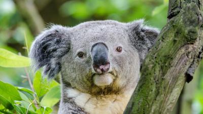 To Save Koalas From Extinction, We May Have To Kill Them First