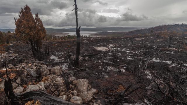 A Global Tragedy Is Unfolding In Tasmania