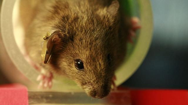 Mice Prefer Videos Of Fighting To Videos Of Sex But They Prefer Drugs Most Of All