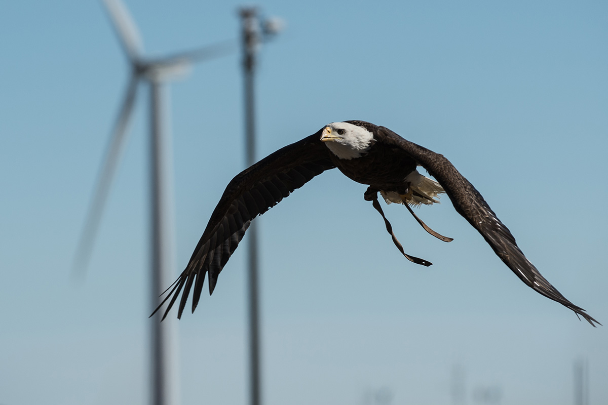 Spirit The Eagle Helps To Stop Birds Getting Chopped By Wind Turbines