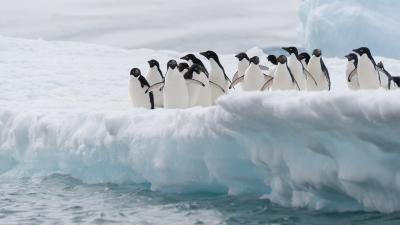 An Iceberg Collision Is Responsible For The Near Destruction Of A Penguin Colony