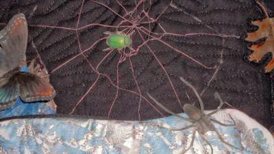 ‘Chopsticks Of Light’ Reveal What Makes Spider Silk So Stretchy