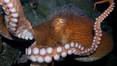Aquarium Cancels Valentine’s Day Octopus Sex Show Due To Cannibalism Threat