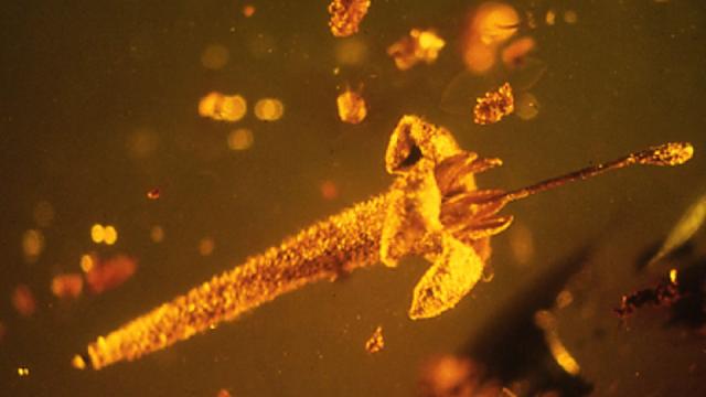 Ancient Poisonous Flower Preserved In Amber Looks Dangerously Delicious