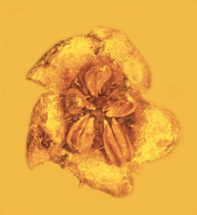 Ancient Poisonous Flower Preserved In Amber Looks Dangerously Delicious