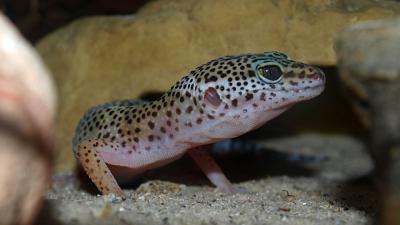 Robots Could One Day Have Gecko Ears