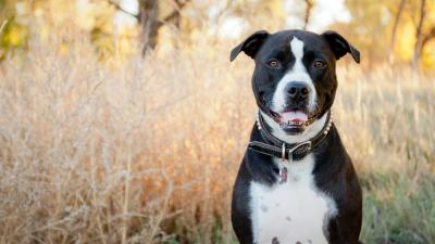 A Shocking Number Of Dogs In Shelters Are Misidentified As ‘Pit Bulls’