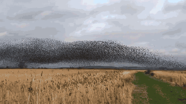 Chaotic Dust Storm Turns Out To Be A Massive Flock Of 70,000 Birds