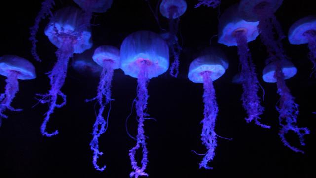 This Is What Millions Of Hungry Jellyfish Sound Like