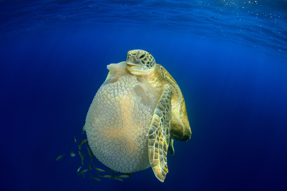 These Award-Winning Underwater Photographs Are Dazzling