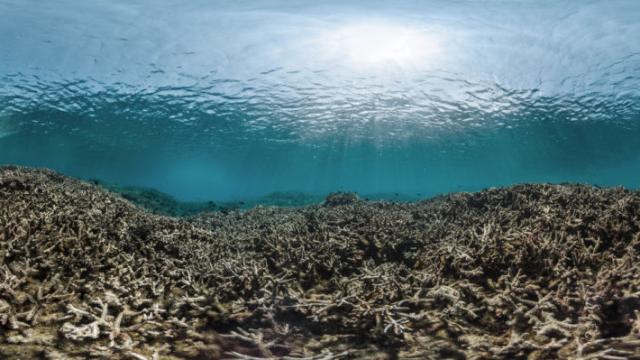 El Niño Is Killing Earth’s Coral Reefs