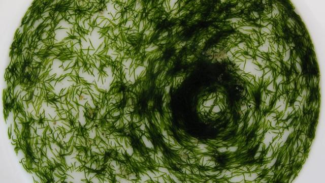 Gaze Into This Vortex Of Worms Trying To Self-Assemble Into A Structure