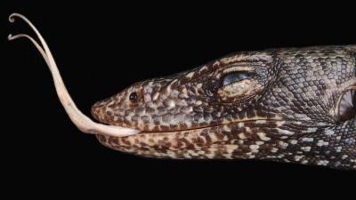 Meet The Million-Year-Old Lizard Species We Didn’t Know Existed Until Now