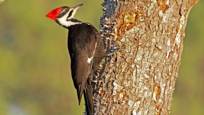 New Video Series Explains Why Woodpeckers Are Built To Peck