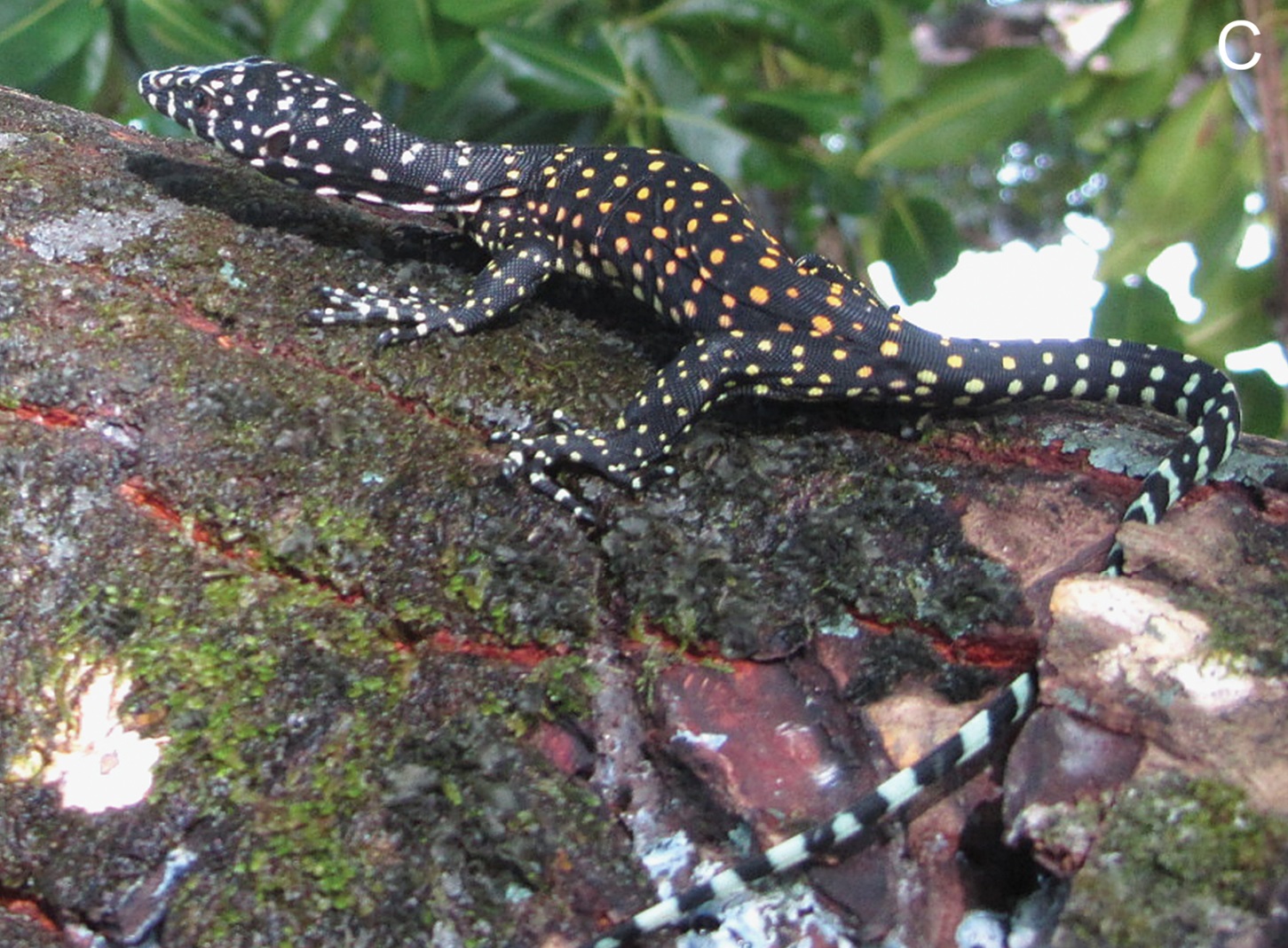 Meet The Million-Year-Old Lizard Species We Didn’t Know Existed Until Now