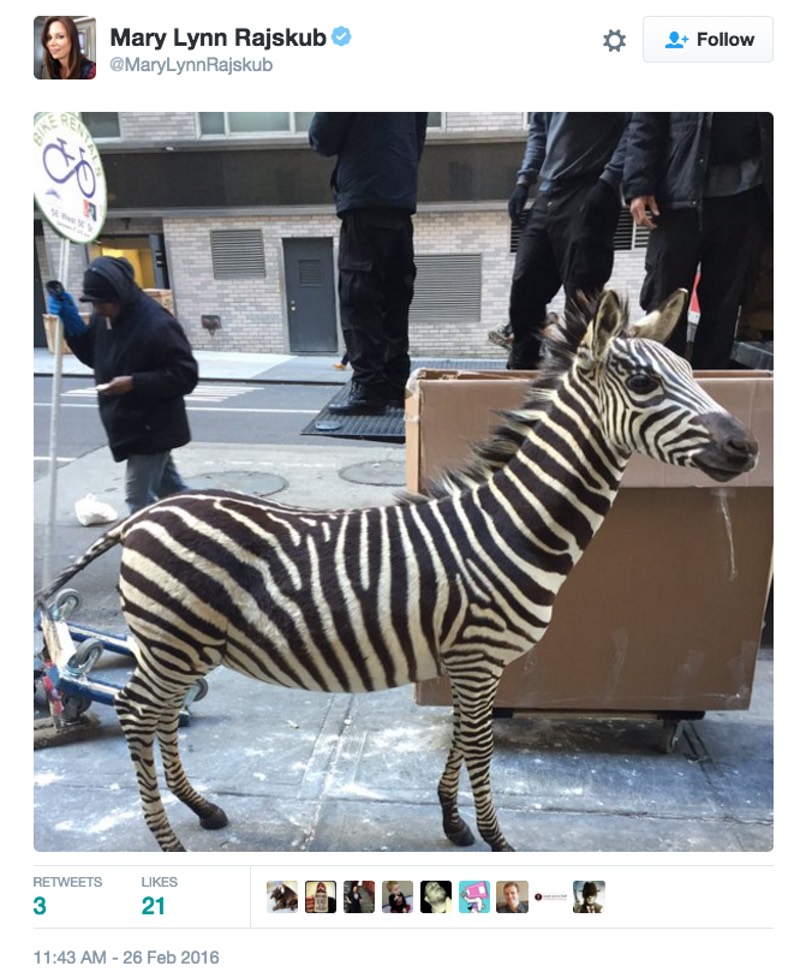 That Loose Zebra In New York Is Fake Because Everything On The Internet Is Fake