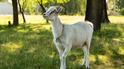 Shockingly, Salem’s Plan To Unleash 75 Lawn Care Goats On The City Did Not End Well