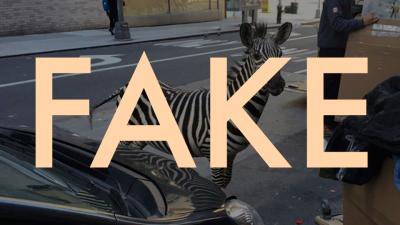 That Loose Zebra In New York Is Fake Because Everything On The Internet Is Fake