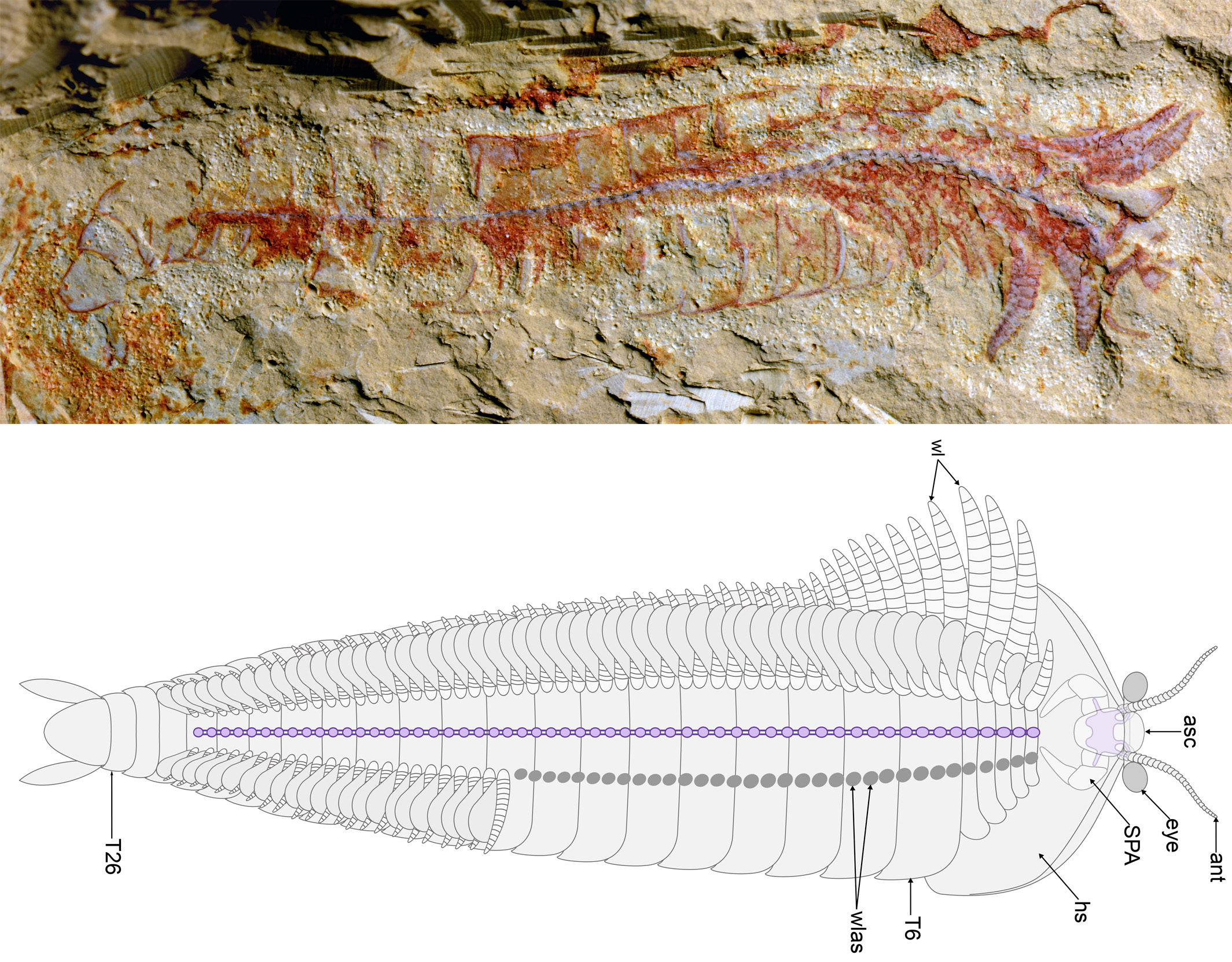 This 520 Million-Year-Old Fossil Is So Intricate You Can See Individual Nerves