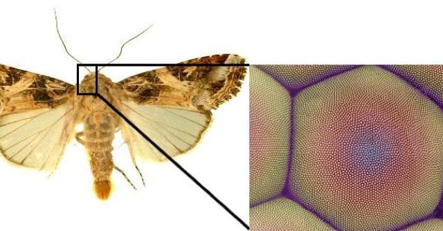 Graphene Patterned After Moth Eyes Could Give Us ‘Smart Wallpaper’