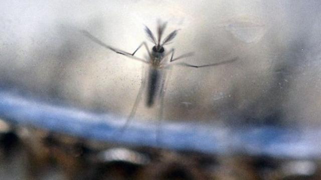 Link Between Zika And Rare Neurological Disorder Grows Stronger