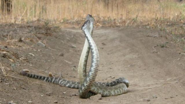 Watch These Two Rattlesnakes Battle It Out In Elaborate ‘Combat Dance’