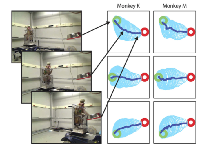 This Monkey Is Controlling A Wheelchair With Its Mind