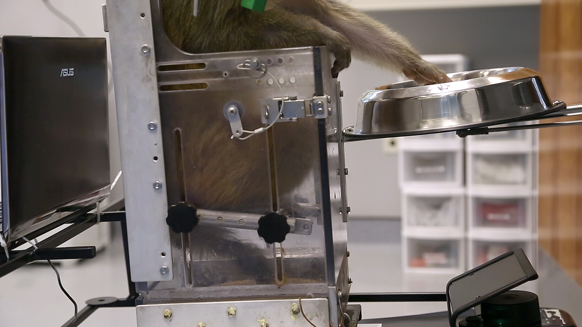 This Monkey Is Controlling A Wheelchair With Its Mind