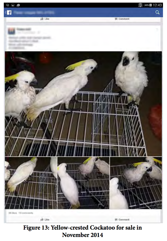 Jerks Are Selling Endangered Species On Facebook