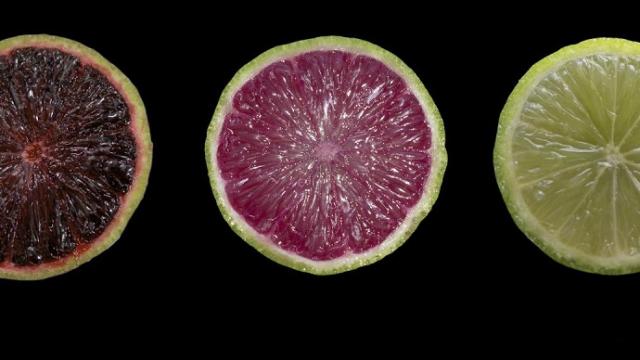 Behold The Transgenic Limes Of The Future