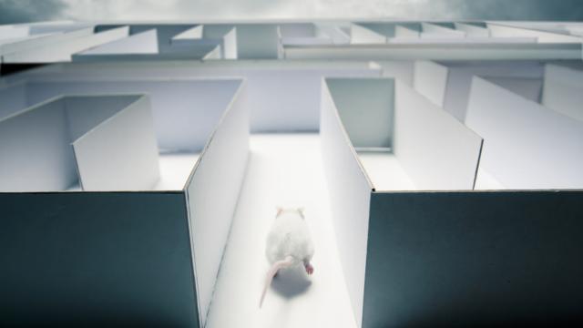 Cyborg Rats Solve Mazes Better And Faster Than Normal Rats 