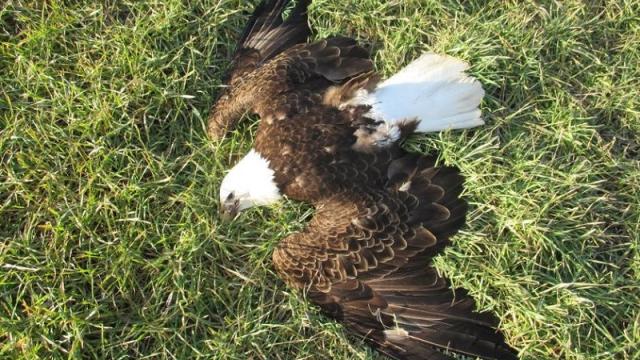 There’s A Bald Eagle Serial Killer On The Loose