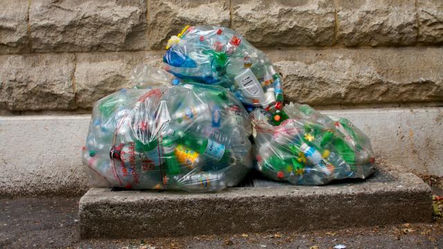 Scientists Have Discovered A Bacteria That Has Evolved To Eat Plastic