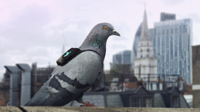 Sensor-Equipped Pigeons Are Tweeting About London’s Air Pollution