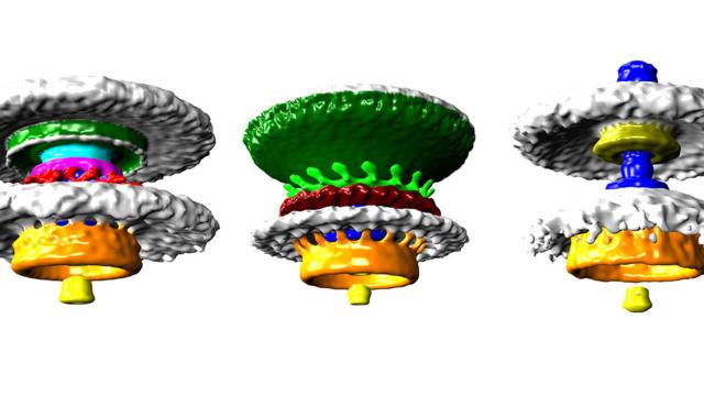 These Are The First-Ever High-Res Images Of Naturally Occuring Biological Motors