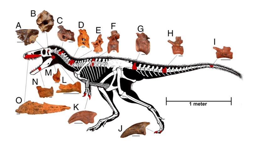 Behold Timurlengia, The Elusive Missing Link In Tyrannosaur Evolution