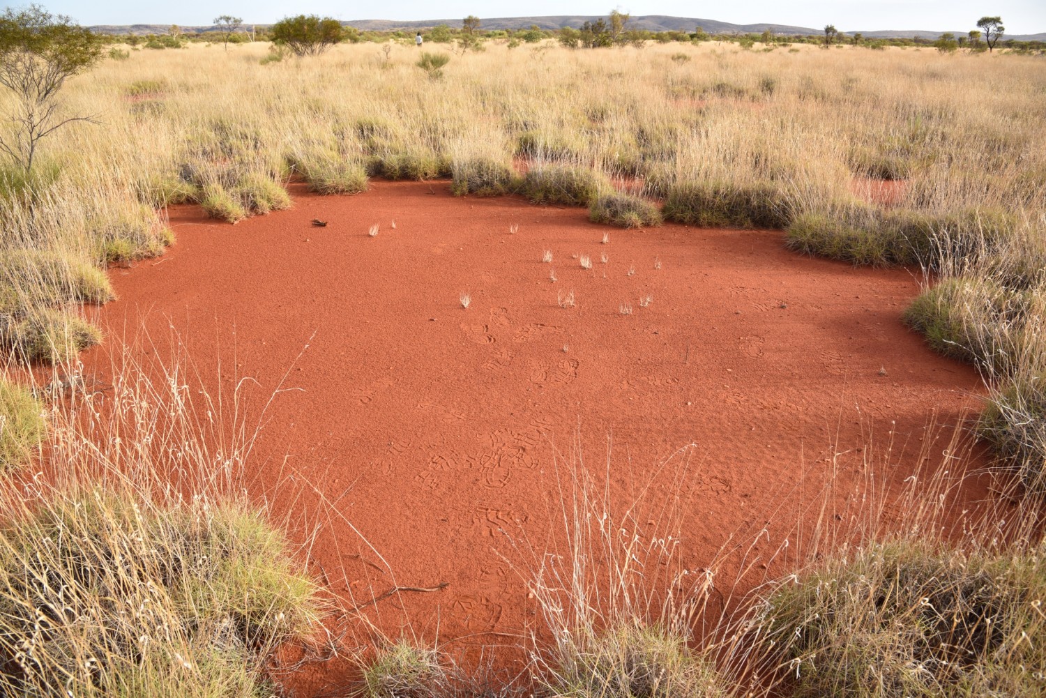 Mysterious ‘Fairy Circles’ Discovered In Australia’s Outback