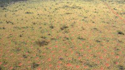 Mysterious ‘Fairy Circles’ Discovered In Australia’s Outback