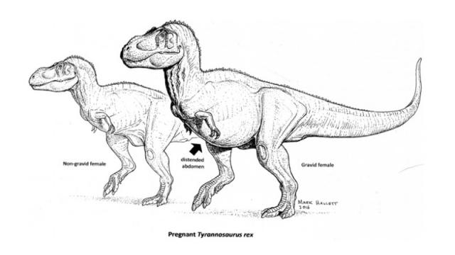 How To Tell If A Fossil T-Rex Is Pregnant