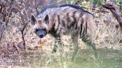 Hyenas And Wolves Are Teaming Up To Survive