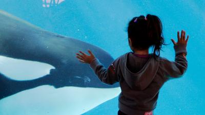 SeaWorld Will Finally Stop Using Killer Whales… After Just A Few More Years Of Exploitation