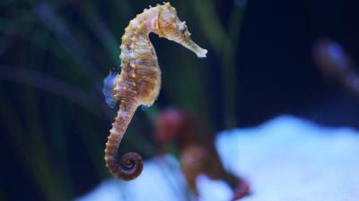 Watching A Male Seahorse Birth 2000 Babies Is Horrifying And Awesome At The Same Time