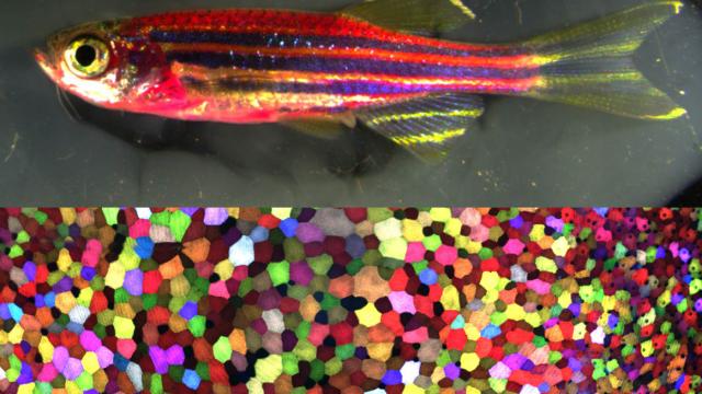 This Technicolor Mutant Zebrafish Is Synthetic Biology’s Craziest Creation Yet